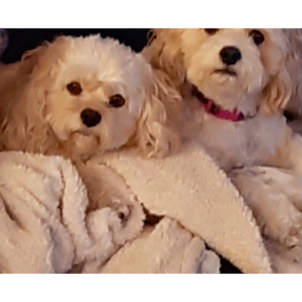 Ginger and Lola my Cavapoo puppies